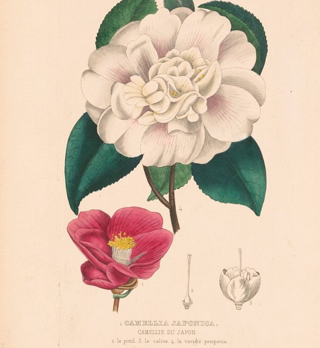 PATRON  +  Immigrant introduces Japanese camellias from wife’s dowry to Mobile in 1917